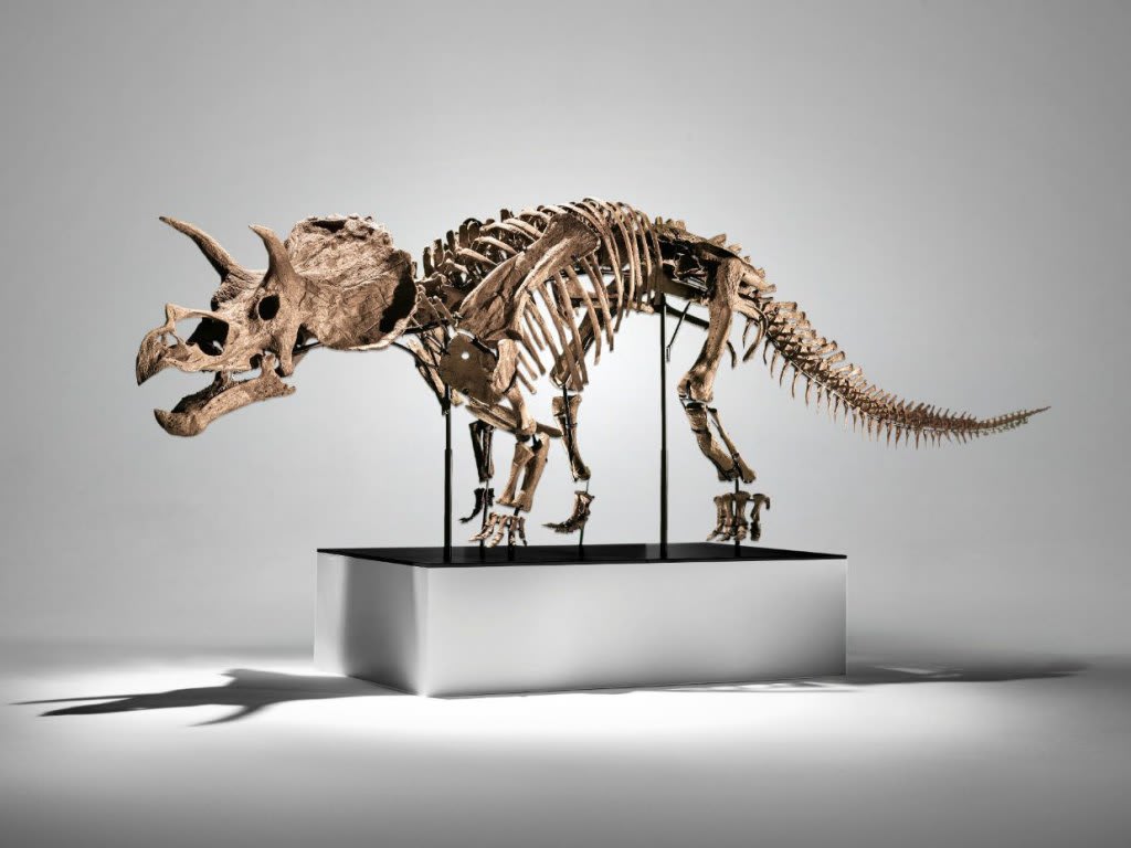 Phillips to Auction $3.5 M. Juvenile Triceratops This November